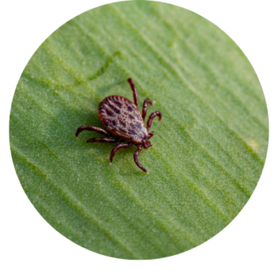 Anti-Parasitair