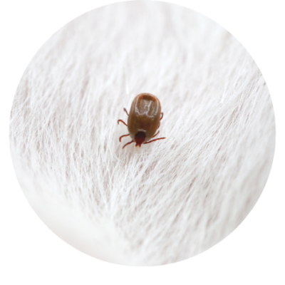 Anti-Parasitair