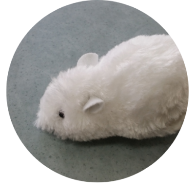 Knuffels