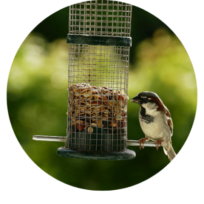 Voeding