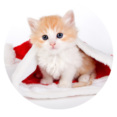 Kerst kat