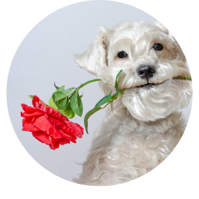 Valentijn hond