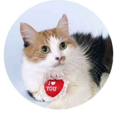 Valentijn kat