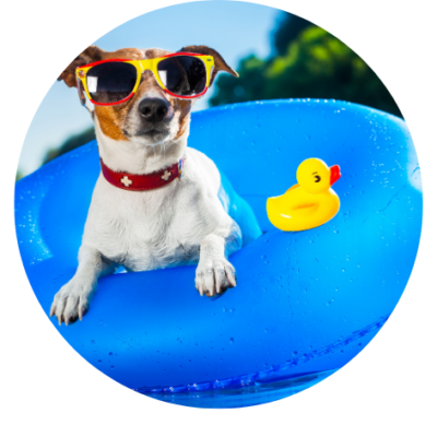 Zomer hond